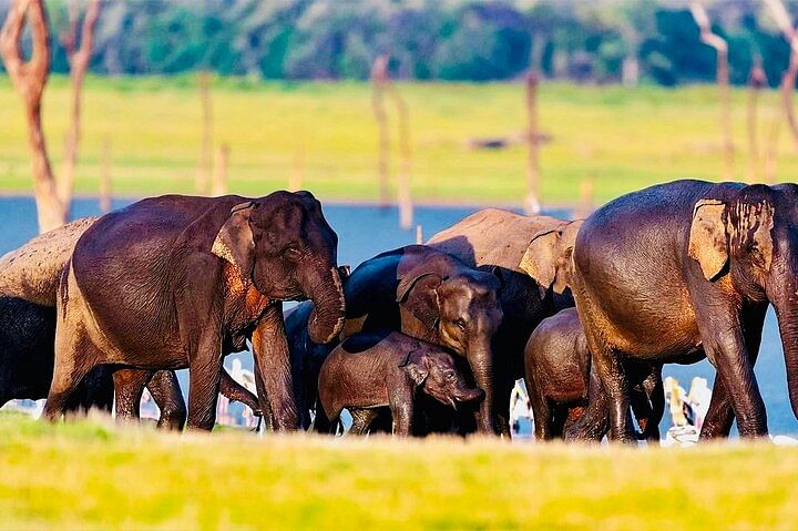 Day Tour Of Sigiriya Dambulla And Jeep Safari From Kandy