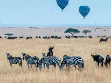5 Days - LK Manyara, Serengeti, Ngorongoro & Tarangire Safari