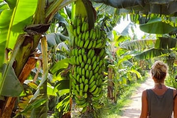 Felucca Sailing Tour to Banana Island in Luxor, Egypt