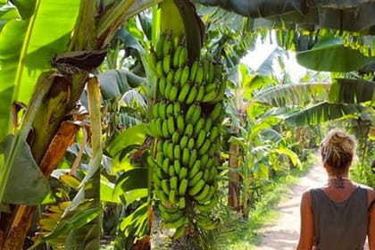 Fallucca Sailing Luxor & visit to Banana Island from Luxor