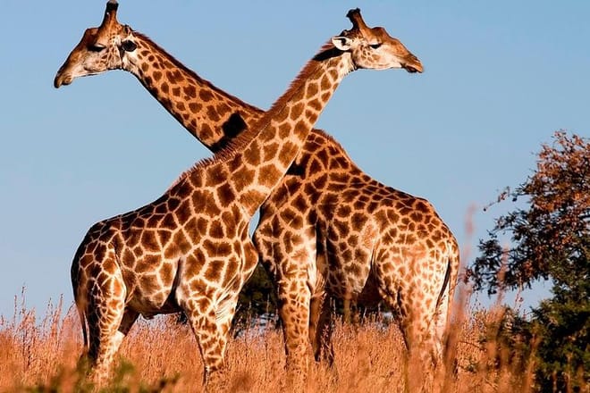 Nairobi City Tour