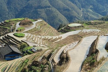 Longji Rice Terraces and Pingan Village Day Tour