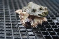 Abalone Farm Tour, Tasting and Coastal Seaweed Walk. Galway. Guided. 6