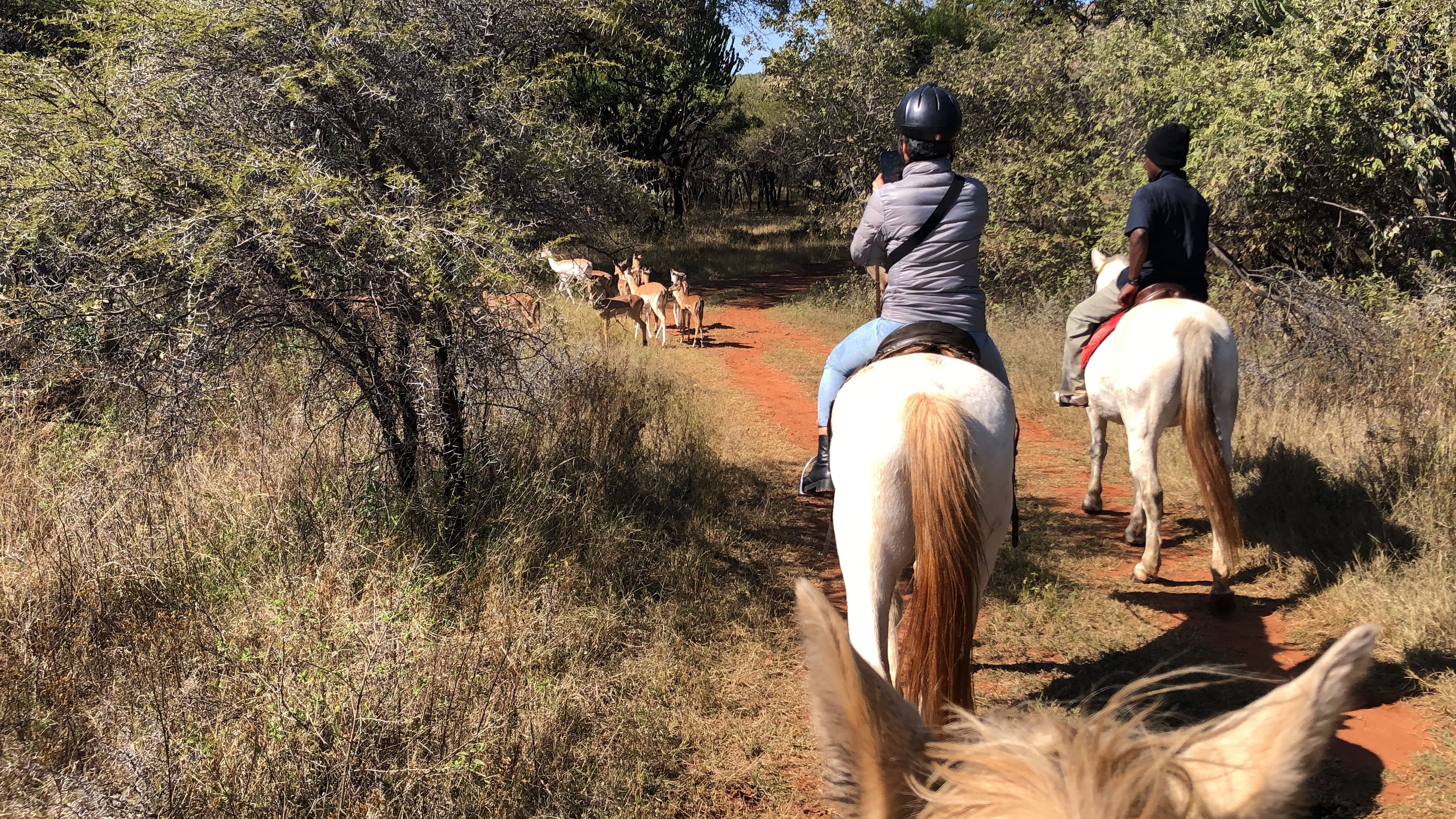 Animal viewing from Horseback
