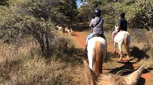 Horseback Safari and Cable Car Tour from Johannesburg