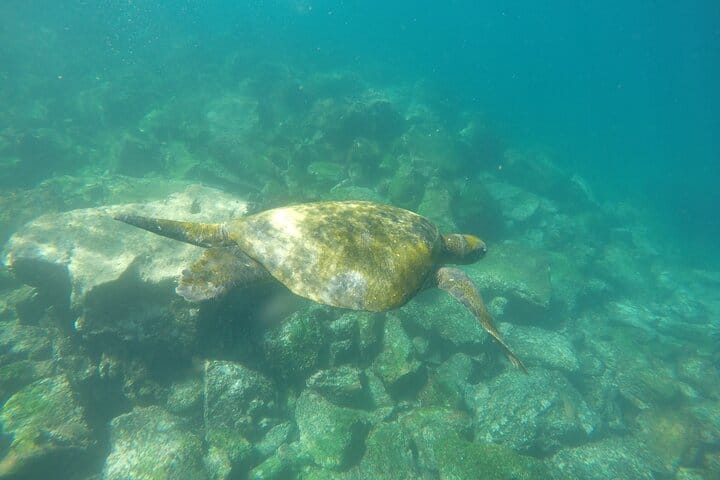Into the Labyrinth: Snorkeling Los Tuneles on Isabela Island