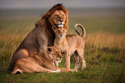 4-Day Lake Naivasha & Masai Mara Private Luxury Safari