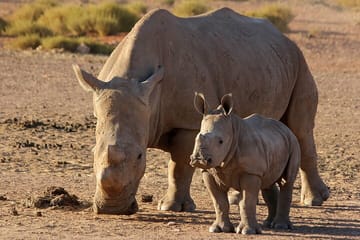 Aquila Reserve Safari with Lunch and Wine tasting