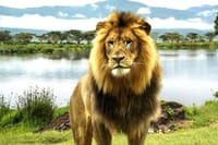 See Big Five Mara &amp; Lake Nakuru