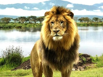 See Big Five Mara & Lake Nakuru