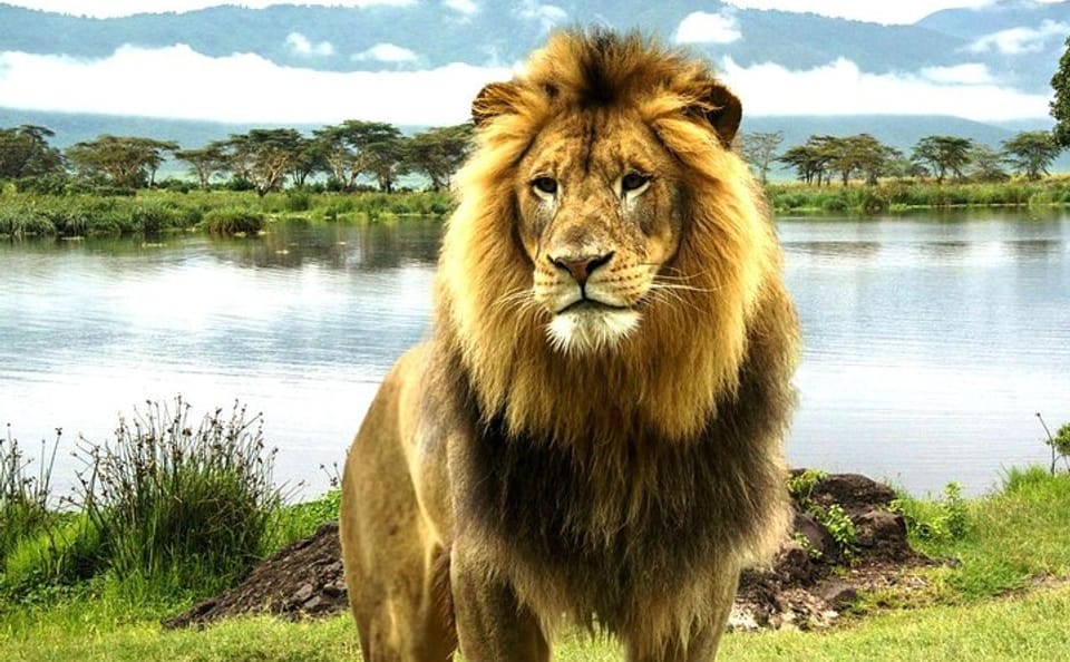 4-Day Camping Safari in Masai Mara and Lake Nakuru, Kenya