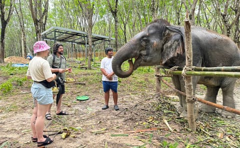 Khao Lak Elephant Sanctuary Full Day Small Group Tour