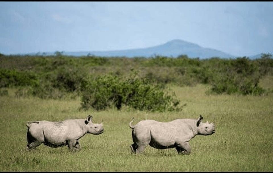 5 Day Amboseli Nakuru Mara Kenya with Lodging Safari Tour