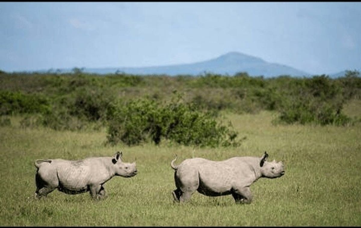 5 Day Amboseli Nakuru Mara Kenya with Lodging Safari Tour