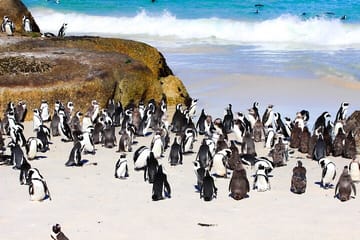 Cape of Good Hope and Penguins Half Day Tour