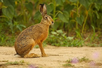 Bhuj to Narayan Sarovar Sanctuary & White Rann of Kutch