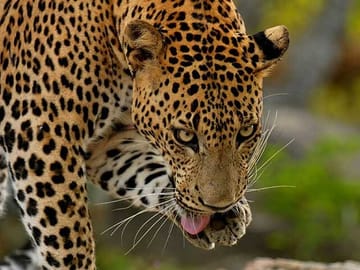 Yala-National-Park-Jeep-Safari-From-Benthota-and-Beruwala-1