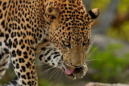 Wildlife Safari Adventure in Yala National Park from Benthota and Beruwala