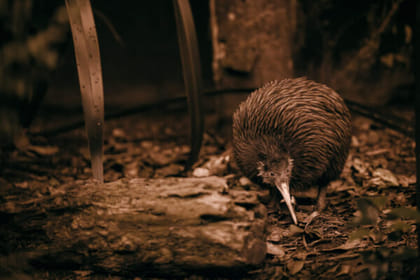 Auckland: TE-PUIA Geothermal Park, Maori Arts & Crafts, Redwoodforest walk and Blue springs