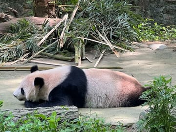 Day Tour in Chengdu