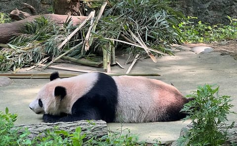 Cultural and Wildlife Day Tour in Chengdu, China