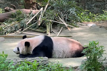 Cultural and Wildlife Day Tour in Chengdu, China