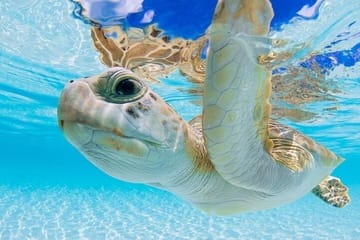 3 Islands Tour, Swim with Pigs, Turtles, Snorkelling & lunch