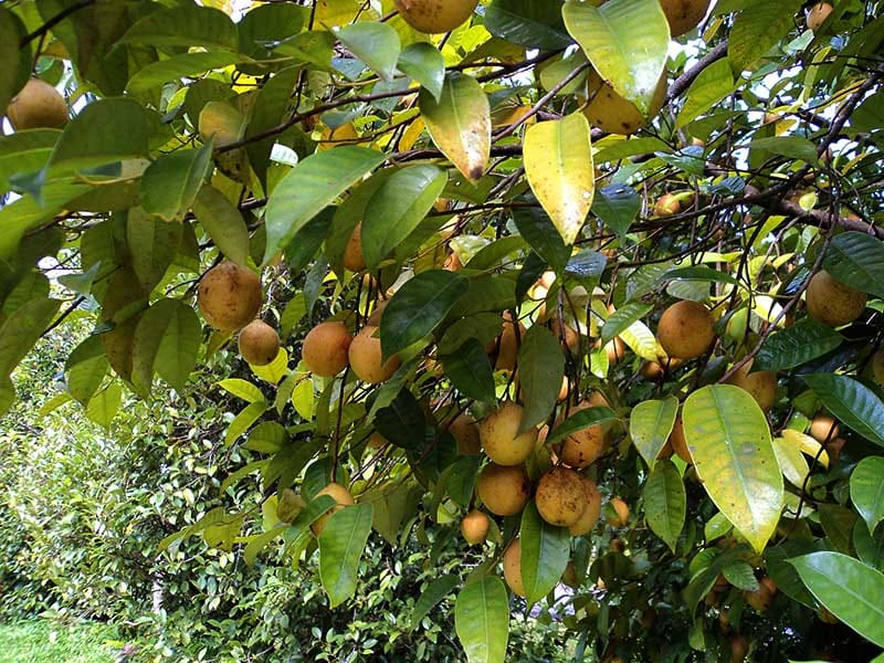 Sri Lankan Traditional Foods & Cultural Tour