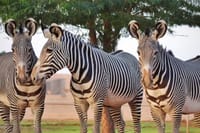 An Exciting Adventure on an Open Safari Vehicle at Nova Park 4