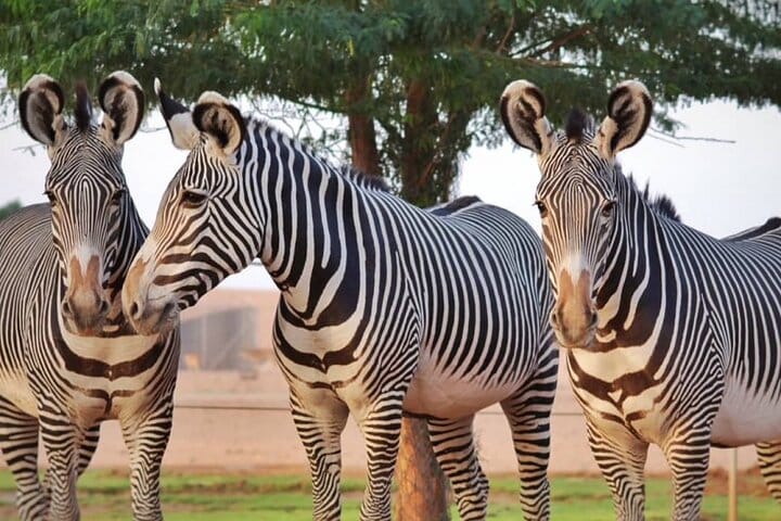 An Exciting Adventure on an Open Safari Vehicle at Nova Park 4