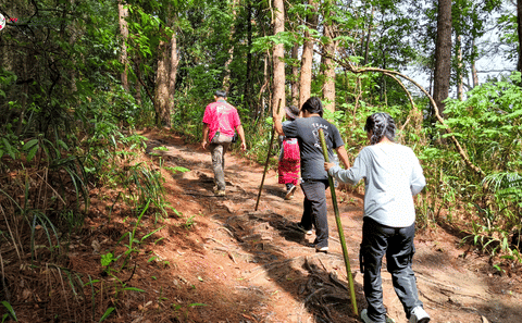 Chiang Mai to Doi Inthanon Guided Nature Trail and Elephant Tour