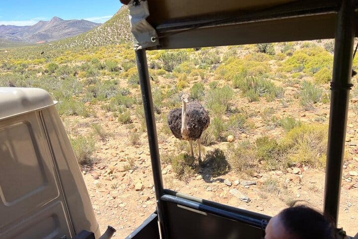 Cape Town Aquila Game Reserve Big 5 Sunset Safari with Transport