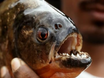 Iqu-05 : Ultimate Amazon Odyssey – 5 Days Expedition
