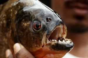 Iqu-05 : Ultimate Amazon Odyssey - 5 Days Expedition