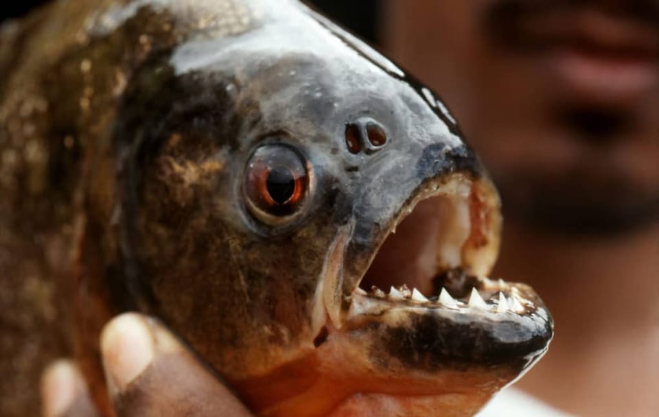 5-Day Amazon Expedition from Iquitos, Peru