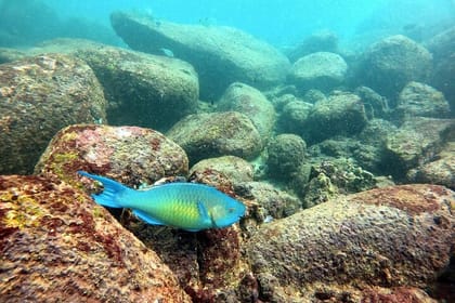 Scuba Diving in Hikkaduwa