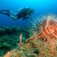 Scuba Diving