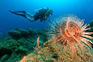 Scuba Diving Adventure in Kuşadası, Türkiye