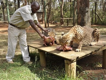 Tour Nairobi Animal Orphanage