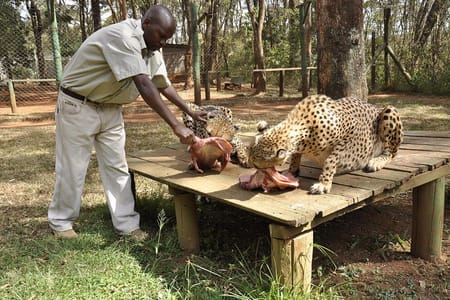 Nairobi Day Tour Animal Orphanage, Safari Walk & Bomas of Kenya