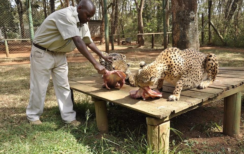 Nairobi Day Tour Animal Orphanage, Safari Walk & Bomas of Kenya