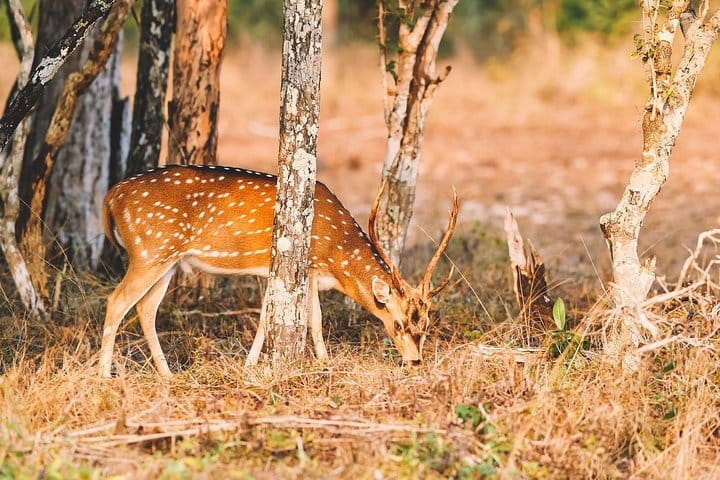 Wilpattu Half Day Safari from Sigiriya  5