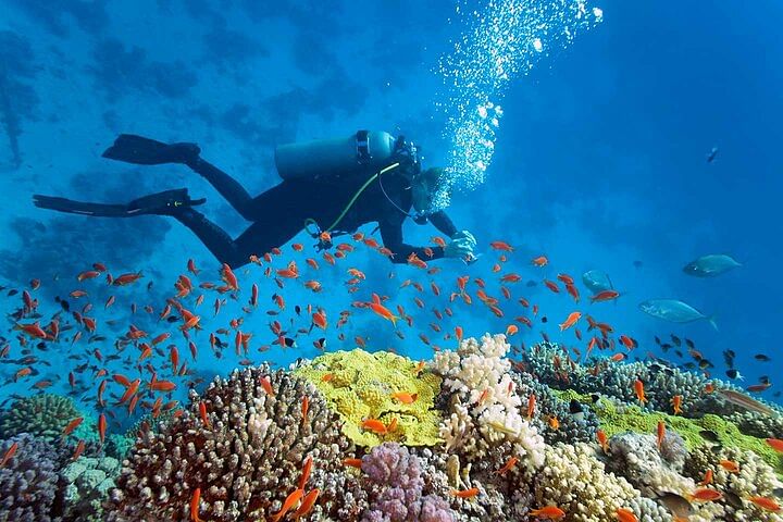 Nha Trang Mun Island Diving Tour: Explore Vibrant Coral Reefs