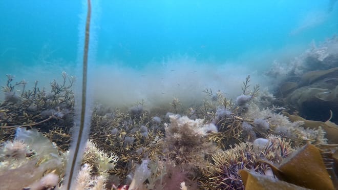 Discover Scuba Diving photo 2