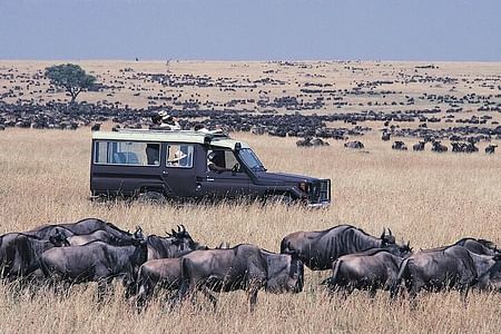 Explore Lake Nakuru, Naivasha & Maasai Mara Safari Adventure