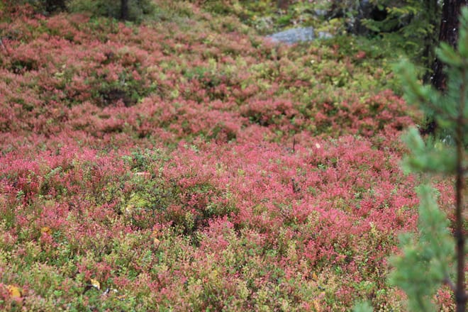 Secrets of Lappish Nature – Ukko-Luosto Fell 5