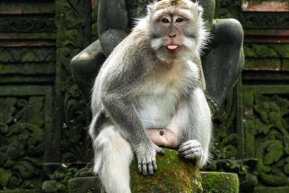 Private Ubud Tour with Swing