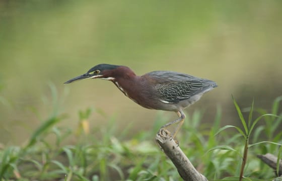 Mangrove Monkey Tour in Manuel Antonio with pick up included
