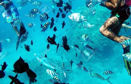 Snorkeling Tour with Dolphins in Hurghada, Egypt