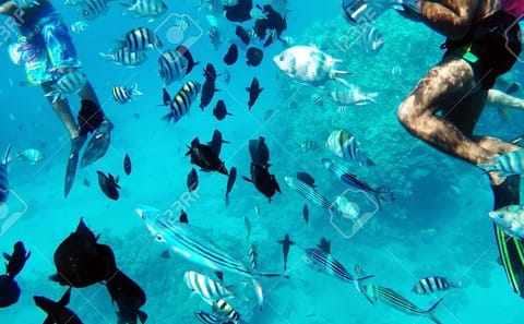 Snorkeling Tour with Dolphins in Hurghada, Egypt